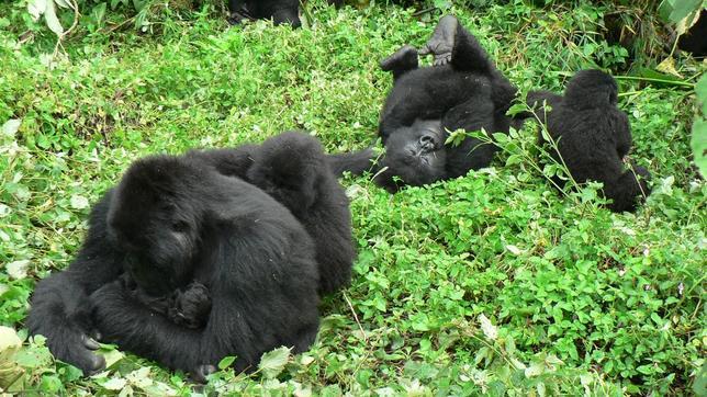 La violencia del Congo amenaza al gorila de montaña