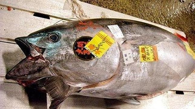 La sobrepesca se ceba con el 63% de las especies del Atlántico
