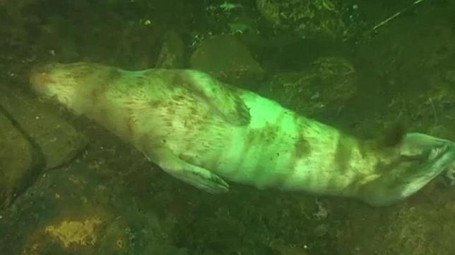 Doce cadáveres de focas grises aparecen en el fondo del Báltico