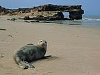 Diez de los 34 «puntos calientes de biodiversidad» que alberga la Tierra