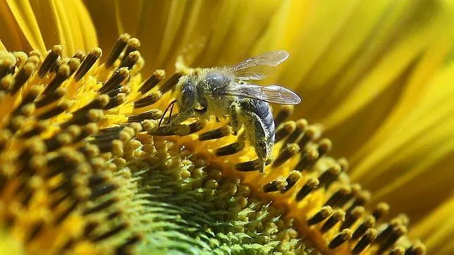 Los suplementos de polen de abeja pueden provocar reacciones anafilácticas