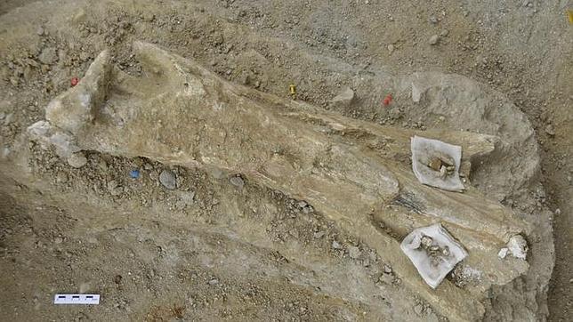 Hallan restos de un mamut en un barranco de Tarragona