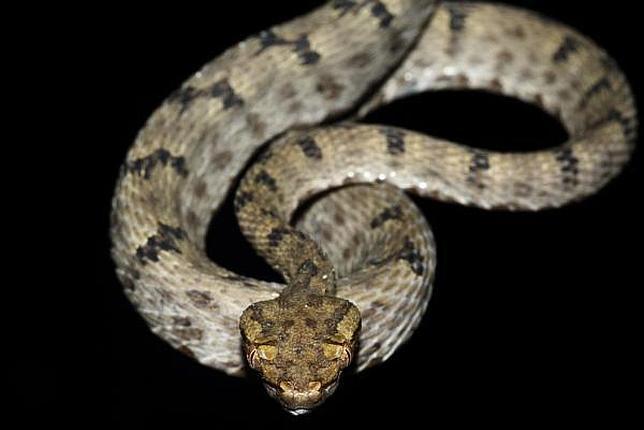 La víbora crotalina, la serpiente de la mala suerte