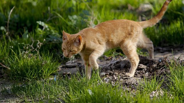 Pide el divorcio de su mujer porque convivía con 550 gatos
