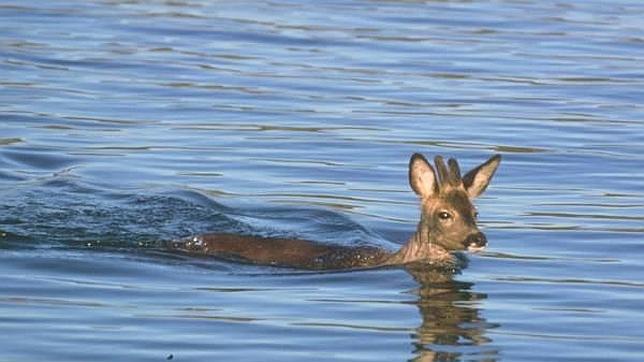 Medio Ambiente ingresará 168.000 euros por permitir el control poblacional mediante la caza en fincas estatales