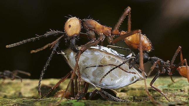 Las hormigas inspiran un algoritmo para búsquedas en redes sociales