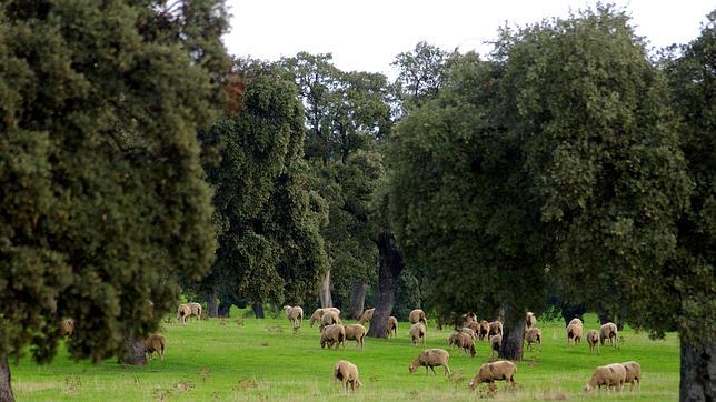 Se levantan los controles sanitarios post-Chernóbil para las ovejas de Reino Unido