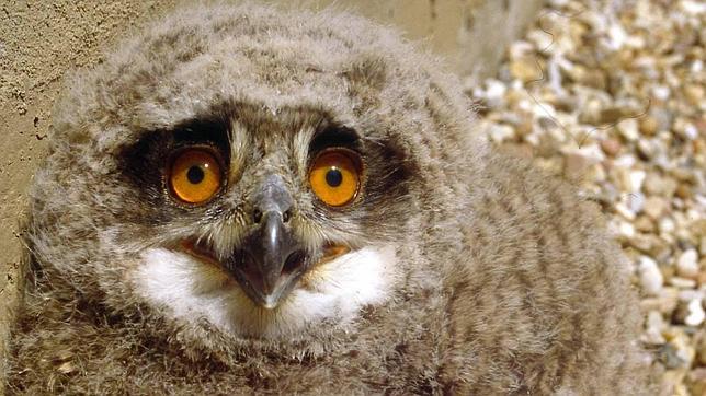 Más de 300 detenidos por delitos contra el medio ambiente en 2011