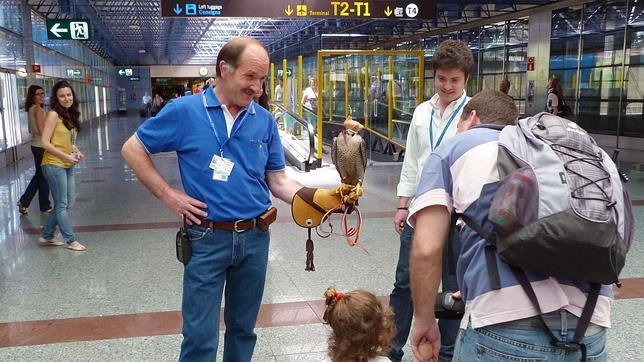 Barajas enseña los halcones que mantienen limpio su cielo