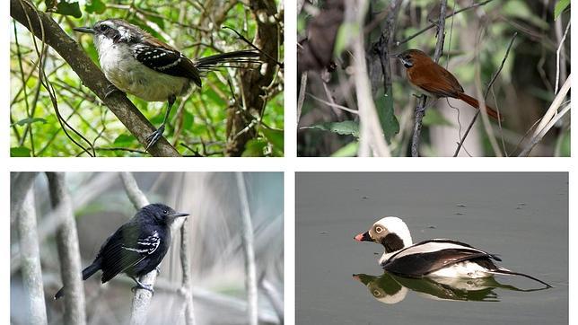 Casi un centenar de especies de aves de la Amazonía se encuentra cerca de la extinción