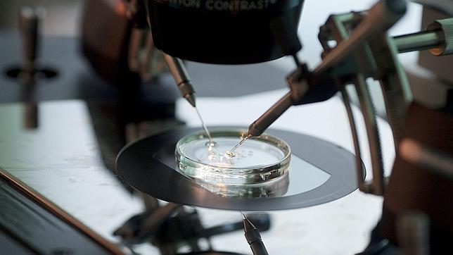 Un comité ético da luz verde a la creación de embriones con tres padres