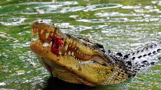 Australia se plantea autorizar la caza de cocodrilos para promover el  turismo