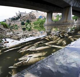 La CHT le echa la «culpa» al Ayuntamiento de los peces muertos y éste lo tacha de «invención»