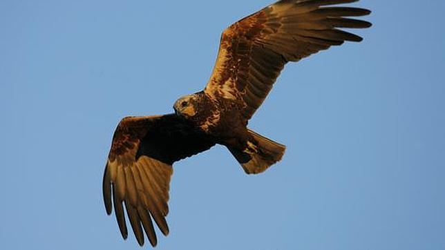 El bajo caudal del Tajo pone en peligro una de las colonias de garzas más importantes de Castilla-La Mancha