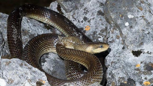 Encuentran una culebra de 1,3 metros en pleno centro de Bilbao