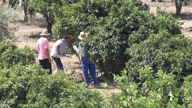 Los técnicos levantarán toda la finca tras analizar los puntos del georradar