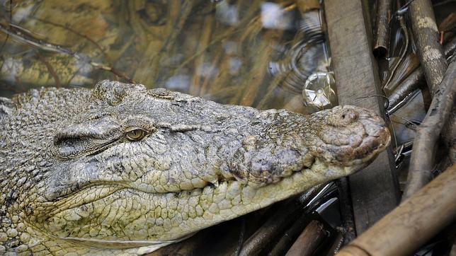 La policía china rescata a 3.600 cocodrilos