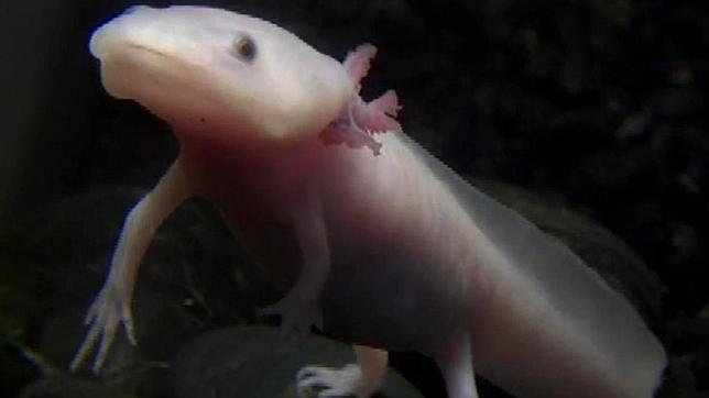 ¿Podrá el ser humano regenerar su cuerpo como una salamandra?