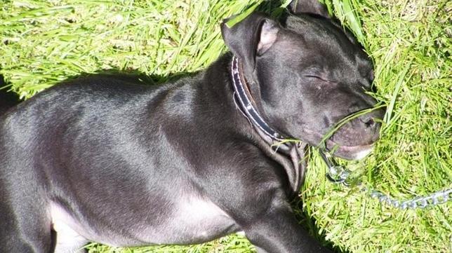 Lennox, condenado a muerte sólo por parecerse a un «pitbull»