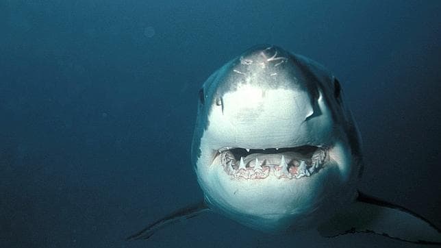Australia se plantea desproteger al tiburón blanco por el aumento de ataques