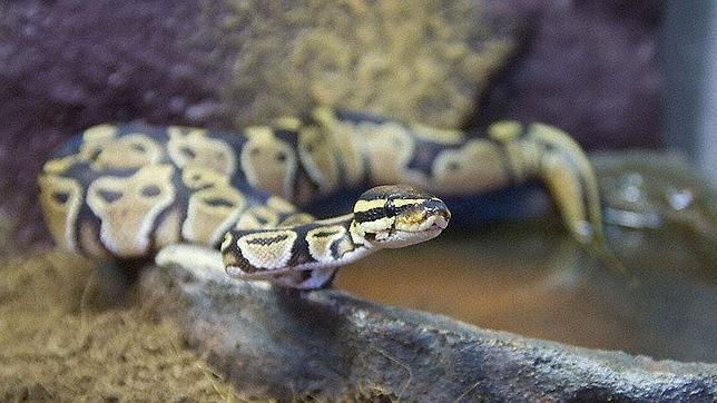 Una pitón en el váter