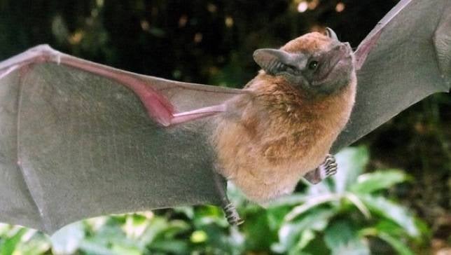 Los murciélagos, un reservorio de virus reemergentes