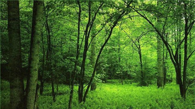 Peligra la biodiversidad de la mitad de las áreas tropicales protegidas