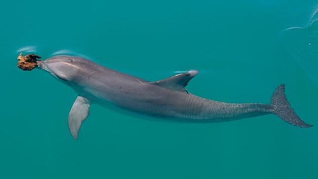 Los delfines más inteligentes pasan del resto