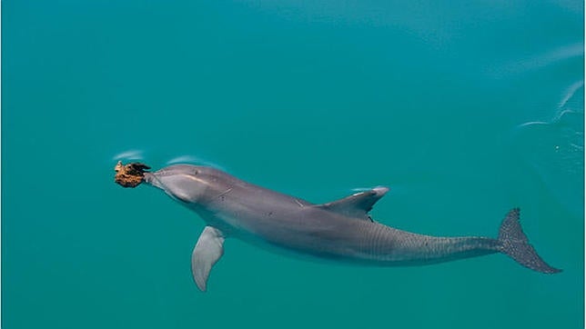 Aparece otro delfín muerto en una playa de Ceuta