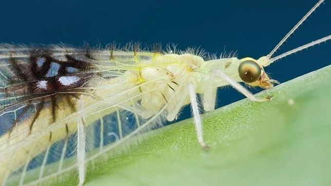 Descubierta una llamativa especie de insecto gracias a internet