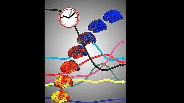 Los escáneres cerebrales delatan la edad real de las personas