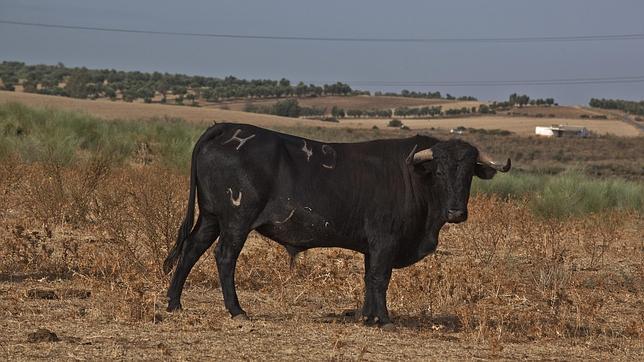 El toro, la garza y la voz del mayoral