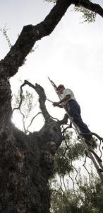 El olivo es el árbol de la vida