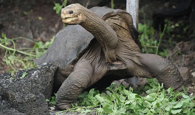 «Solitario George» podría reproducirse después de muerto