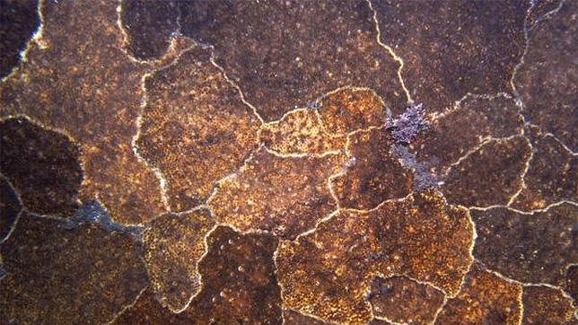 Descubren en Almería un coral exótico invasor