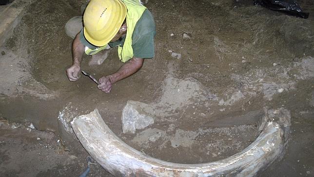 Encuentran un colmillo de mamut en las vías del metro de Düsseldorf