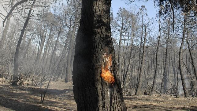 «Estabilizado» el fuego de Castrocontrigo tras arrasar 10.000 hectáreas