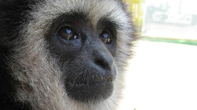 Primates que cantan ópera