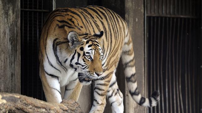 Abatido un tigre tras matar a su cuidadora en un zoológico de Alemania
