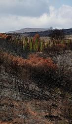 ¿Y si los cipreses de Jérica nos estuvieran diciendo lo que hay que hacer?