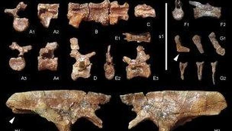 Identificado el dinosaurio vegetariano más pequeño que habitó en la Península