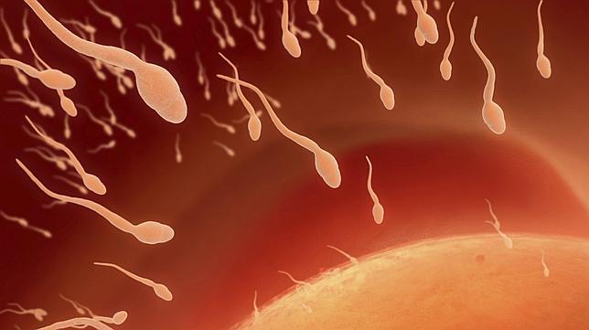 Bruselas pide prohibir el pago por la donación de espermatozoides y óvulos