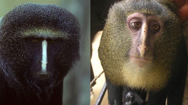 Identifican a una nueva especie de mono africano
