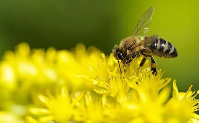 La primera abeja robótica perfecta