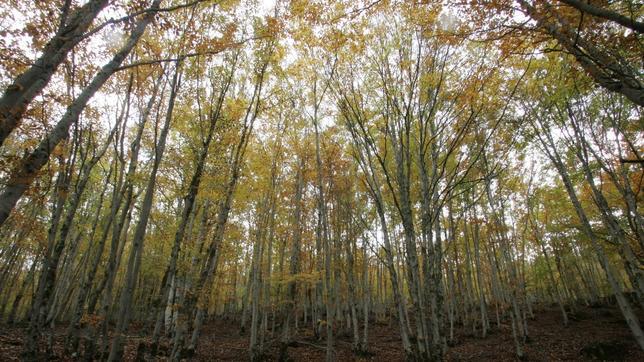 Limpiar los montes españoles costaría 13.500 millones de euros