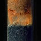 Una increíble red eléctrica viva en el fondo del mar