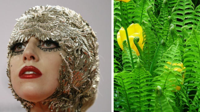 «Lady Gaga» también es un helecho