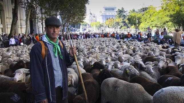 2.000 ovejas invaden la capital