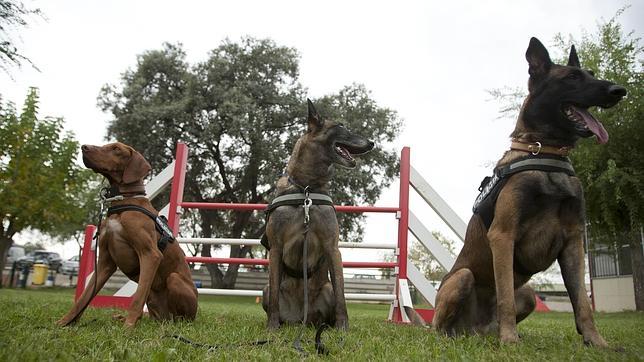 Los perros que arruinaron a Gao Ping