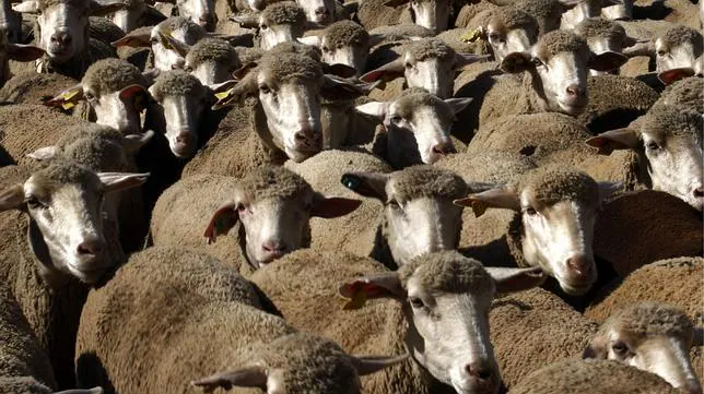 Cinco mil ovejas abandonan las frías tierras turolenses con destino Jaén